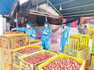 【百色农产品】田阳区百育农副产品批发市场有序恢复运营